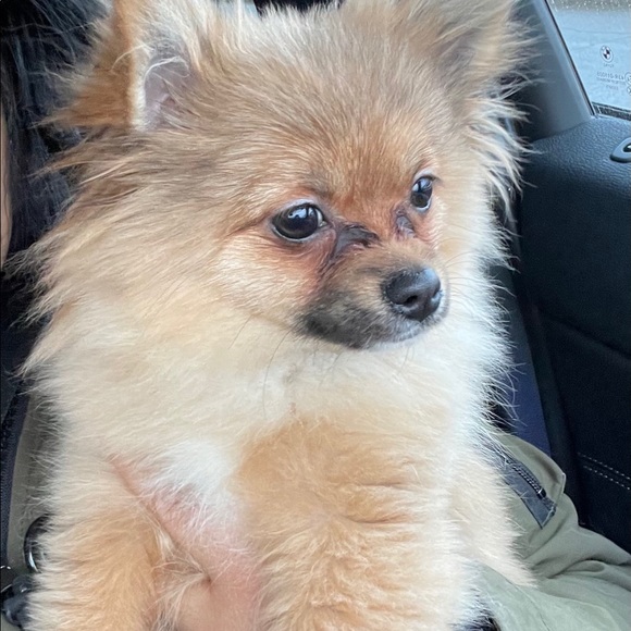 Meet your Posher, Maria - Picture 1 of 1